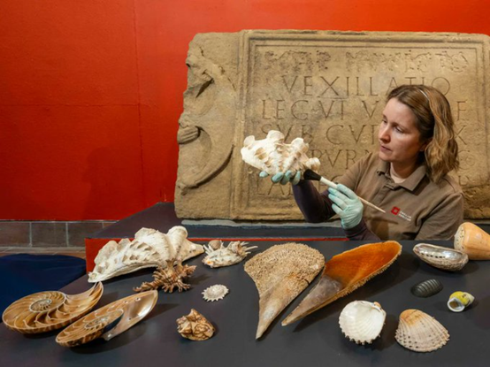 Shells From Captain Cook’s Final Voyage Were Rescued From a Dumpster