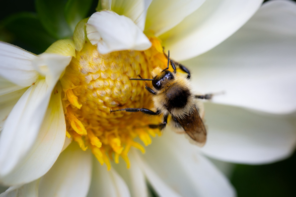 A little bee hanging out on a white dahlia flower