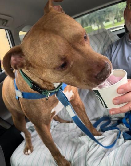 A brown and white red nose pitbull/staffy/who knows is standing on the back seat of a car, excitedly licking whipped cream out of a to-go soup bowl. The bowl is held by a white man with a slightly visible salt-and-pepper beard. You can’t tell from the photo, but whipped cream is going *everywhere*.