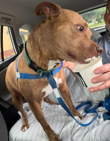 The same brown and white red nose pitbull/staffy/who knows trying to lick out the bowl from a different angle. No tongue in this picture, but he has a whipped cream moustache, and his eyes are fully focused on the job at hand.
The seat of the car is covered with an old sheet to protect from all the dog hair, and puppacinos. And ice cream pup cups.