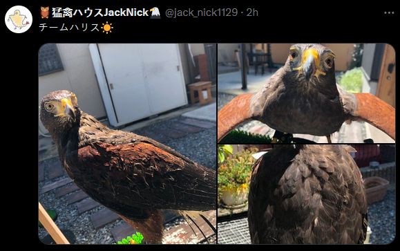 Tweet by @ jack_nick1129 (In Japanese): Team Harris [sun emoji]

[3 images of their pet Harris Hawk]