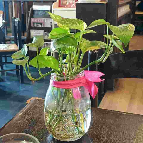 Photo of a lousy golden pothos growing in a just of water