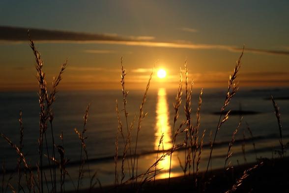 Sun sets in the polar ocean in late summer. Grasses in the foreground are shines in a golden hue