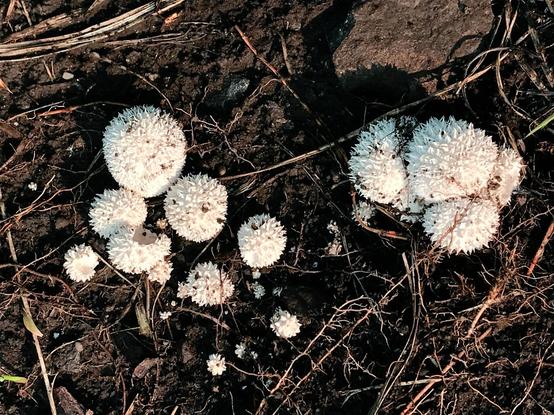 Spherical mushrooms covered in little spines so that the mushrooms look like little white pom poms growing in the dirt. They are growing in two clusters, with the cluster on the right more tightly grouped together and the cluster on the left a bit more dispersed.