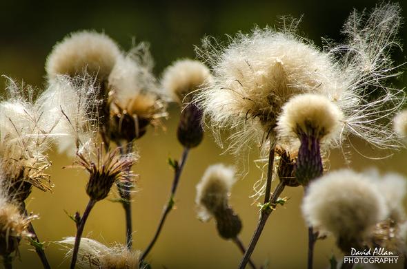 Wild flowers going to seed as summer matures in the UK.