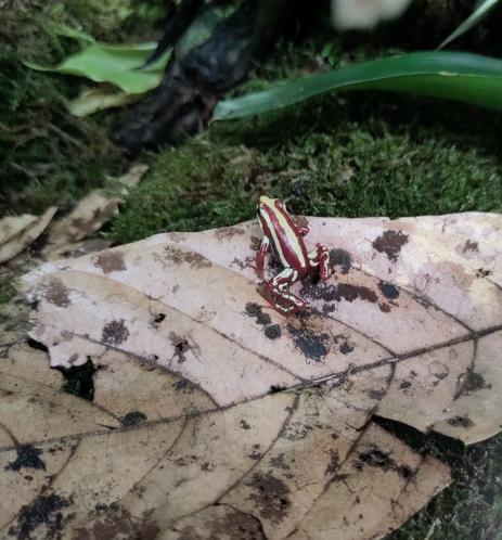 The picture shows a frog of the species Epipedobates anthonyi in the foliage layer of a densely planted terrarium.
Das Bild zeigt einen Frosch der Spezies Epipedobates anthonyi in der Laubschicht eines dicht bepflanzten Terrariums.