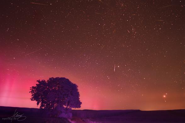 a dense group of trees among flat fields, behind the pink aurora, with 16 shooting stars collected in a single image