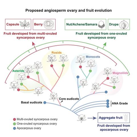 A summary tree showing angiosperm phylogenetic relationships at the family level.