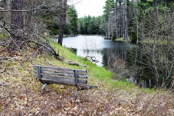 A photograph of a pond surrounded by tall pine trees. Next to the shoreline is a park bench with rotted wood.