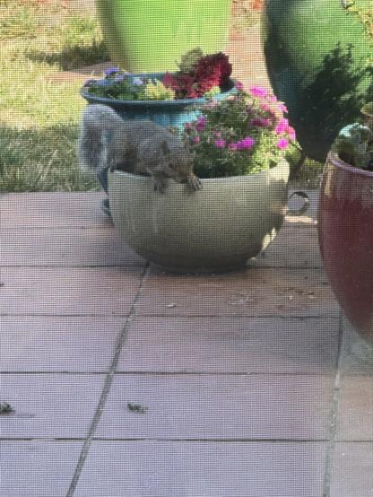 Squirrel on flower pot outside my office door.