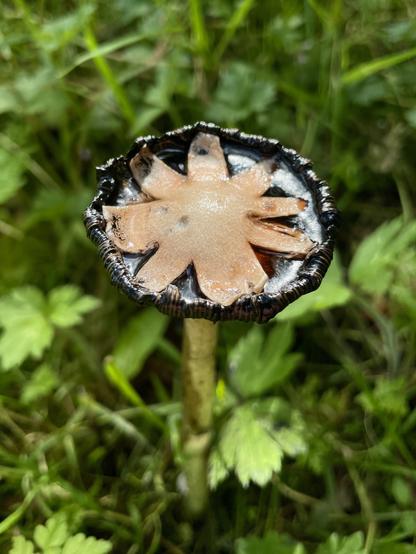 Shaggy ink cap fungus
