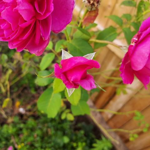 pink rose ud, just starting to opem