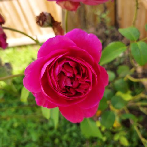 pink rose with petal packed tightly together in the center