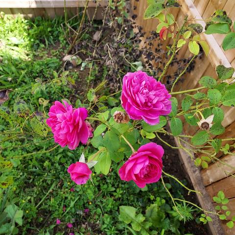 a pink rose branch with 4 blooms
