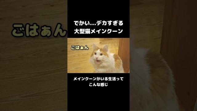大型猫メインクーンの鳴き声 #メインクーン #ねこ #長毛種 #大型猫種 #mainecoon #cat
