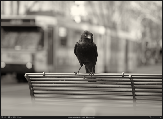Not a crow