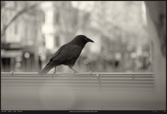 Little Raven