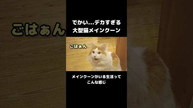 大型猫メインクーンの鳴き声 #メインクーン #ねこ #長毛種 #大型猫種 #mainecoon #cat