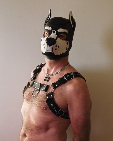 The top half of a human male pup. He's bare chested, wearing a leather harness and neck chain with a name tag. He's wearing a pup hood. He's turned slightly towards one side but is looking at the camera.