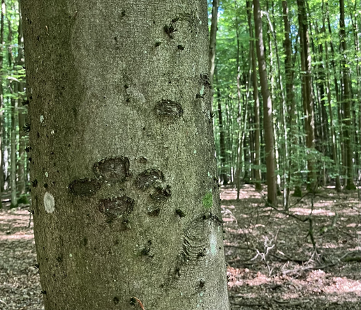 A tree trunk in the forest with what looks like one eye and half a frown on the right side.