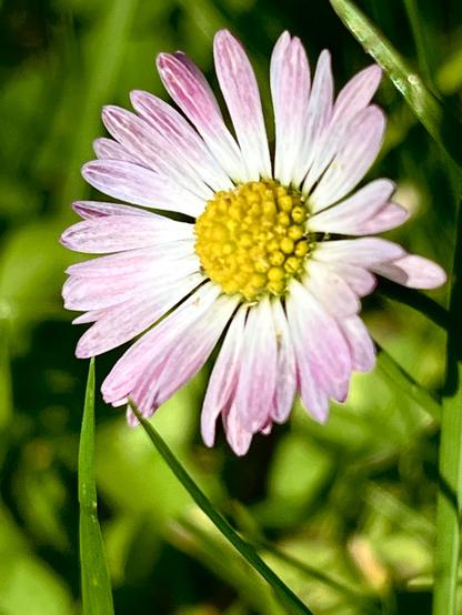 Closeup colour photo of a daisy basking in the sun. It has a yolk-yellow middle and petals that start off white close to the centre and become progressively darker pink towards the tips. The background is out of focus bright green grass, with some deeper green shadows.