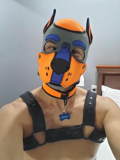 Man in orange, gray, and blue pup hood wearing a black harness and orange collar.  The collar has a tag that reads "Denali".