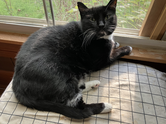 Hermetic Library Caturday Cat 24aug2024 Orcus Kiki Ka