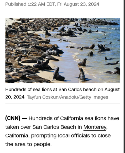 Hundreds of California sea lions have taken over San Carlos Beach in Monterey, California, prompting local officials to close the area to people.