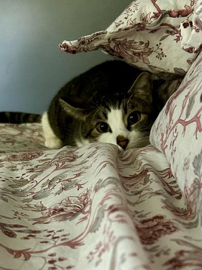 Closeup photo: On a duvet with pink and gray flowers. At the far side of the bed is a blurry, piebald tabby cat with big eyes crouches beneath the edge of a pillow. He’s ready to pounce!