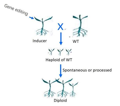 Flow chart to illustrate the steps from gene edited inducer x WT Brassica oleracea to diploid plants.