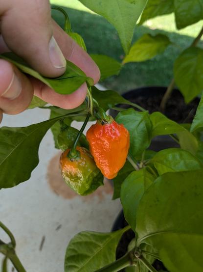 the first ghost peppers to not be green

one is deep orange, one has an orange top