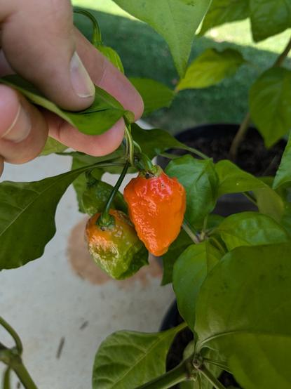 the first ghost peppers to not be green

one is deep orange, one has an orange top