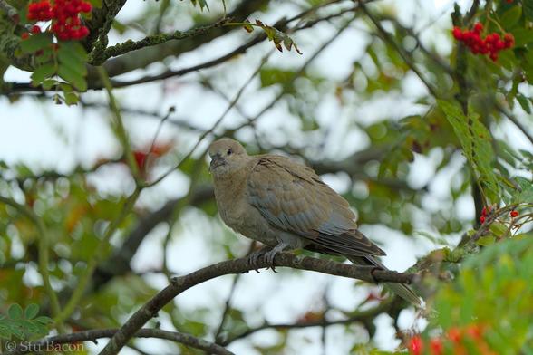 A photograph of a juvenile Collared Dove in my next door neighbours Rowan Tree.