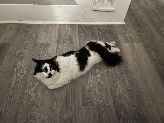 A black and white long haired cat lying with his front legs tucked under and his hind legs stretched out behind him.