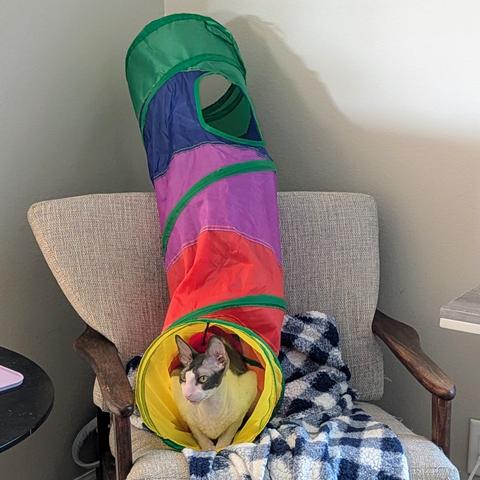 A Cornish Rex cat sitting in a toy tunnel, which was placed on top of a chair while we were cleaning the room