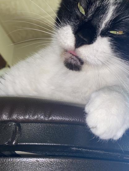 A close-up of a black and white cat lounging on a dark surface, with its eyes half-closed and a hint of its tongue visible. The cat appears relaxed and slightly annoyed.