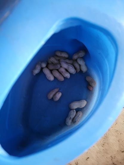 20 or so in-shell peanuts at the bottom of a blue plastic watering can