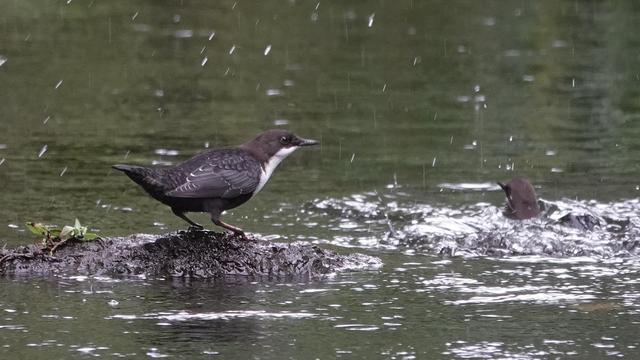Two dippers in a river, one standing on the left on a rock, looking over to the right to the other, newly landed, immersed and splashing.