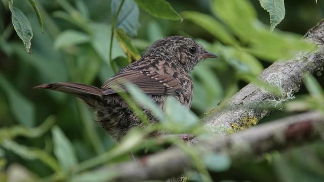 A dunnock perched facing right on a branch in a green leafy tree. It has a speckled brown body, striped tail sticking out behind, and pointy beak.