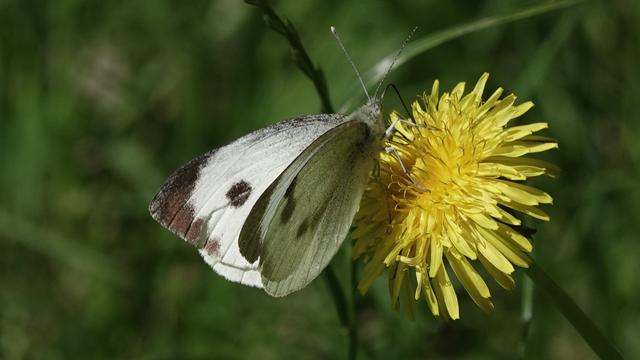 A female large white butterfly perched facing to the right on a spiky yellow flower, with green backdrop behind. It has white wings, with brown spots and tips.