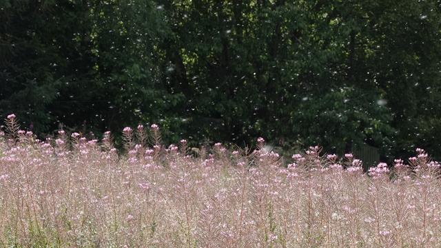 Rosebay willowherb seeding against a dark green background. The plant is full of fluffy pink flowers on long stems. Seeds rise into the air above.