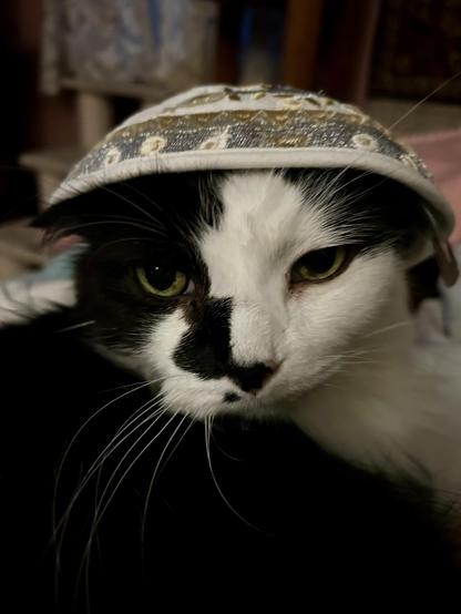 A black and white kitty with a largish embroided white and silver gold kippah on his head. It is so big that it covers his ears with room to spare. The lighting is dark, and he is curled up, looking at the camera.