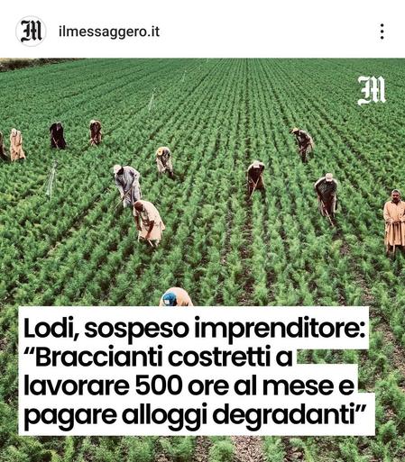 Immagine dal Messaggero. 
Braccianti che lavorano nei campi.