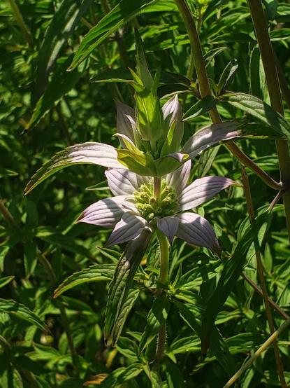 Unknown to me light violet wildflower with 6 pointed petals and growing stacked atop each bloom is another bloom