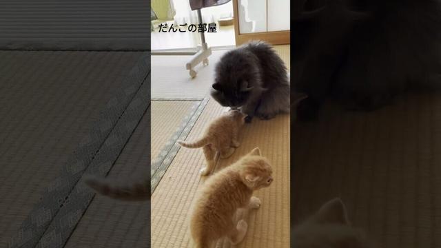 家族の日常  #だんごの部屋