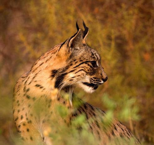 A close-up photograph of an Iberian Lynx, showing its profile with its distinctive tufted ears, spotted fur, and alert expression. The background is a blurred mix of earthy tones, suggesting a natural habitat.