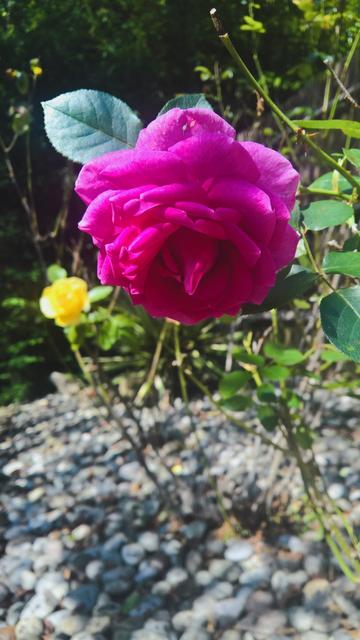 #Roses...!