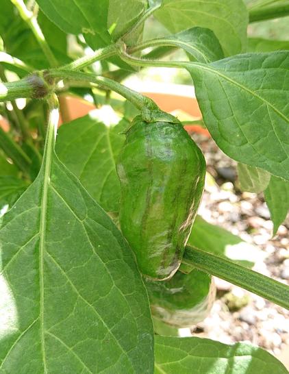 Chili pod. Stems and leaves around it.