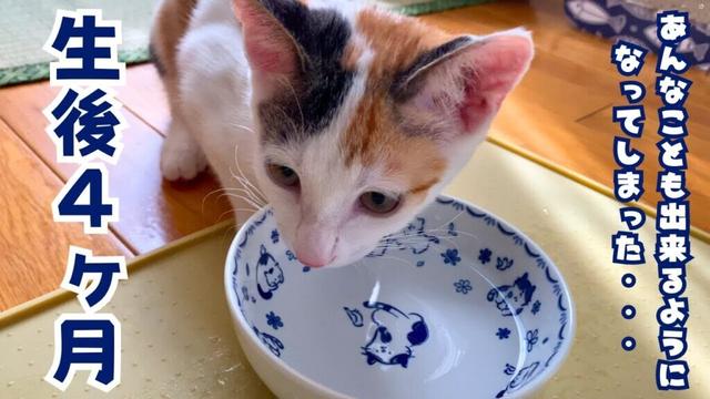【三毛猫つくね】生後４カ月になりました! まだ子猫なのにそんな事まで出来ちゃうの？