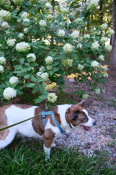 A white and brown dog under a hydrangea bush with white blossoms